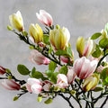 SilkSplendor - Livs-liknande konstgjorda magnoliagrenar