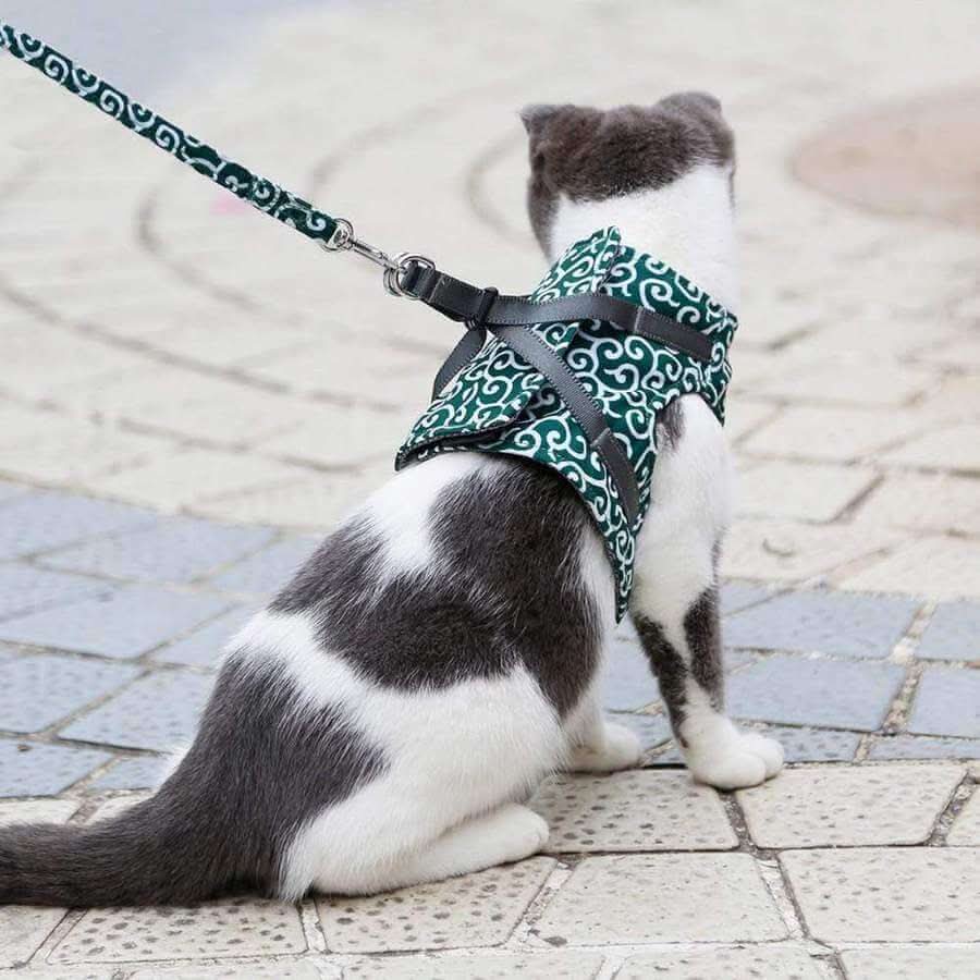 Kattsele Västen för Säkerhet &amp; Komfort