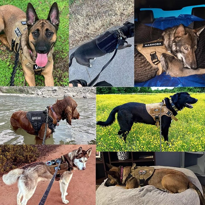 Taktisk Hundsele och Koppelset för Medelstora och Stora Hundar