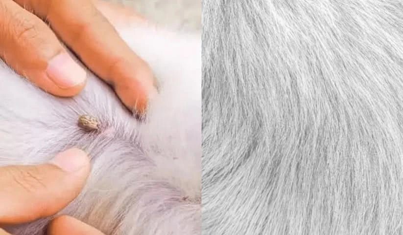 Fläck- och fästing skyddshalsband för hundar och katter