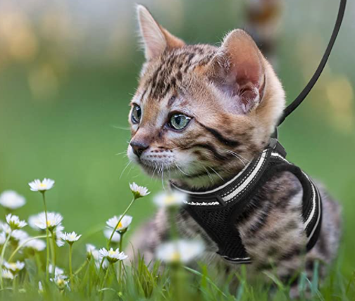 AdventureKit - Säker sele för äventyrliga katter